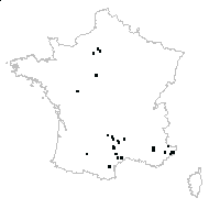 Cytisus sp. - carte des observations