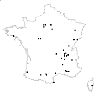 Erigeron sp. - carte des observations