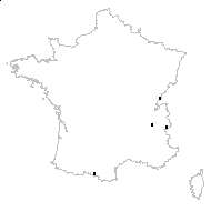 Tetrahit sulfureum (Jord.) Fourr. - carte des observations