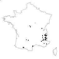 Hyssopus vulgaris Bubani - carte des observations