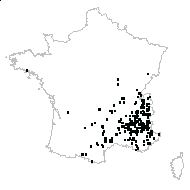 Leucanthemum sp. - carte des observations