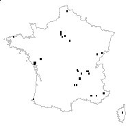 x Schedolium sp. - carte des observations