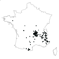 Melampyrum sp. - carte des observations