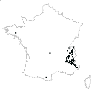 Petasites sp. - carte des observations