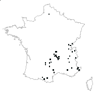 Peucedanum sp. - carte des observations