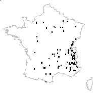 Phleum sp. - carte des observations