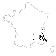 Pimpinella sp. - carte des observations