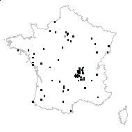 Polygonum sp. - carte des observations