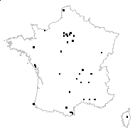 Aetheorhiza sp. - carte des observations