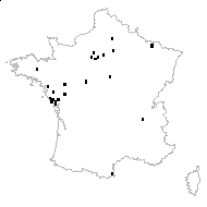 Triticum sp. - carte des observations