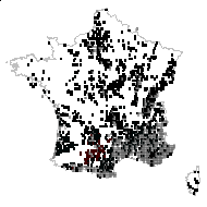 CISTACEAE - carte des observations