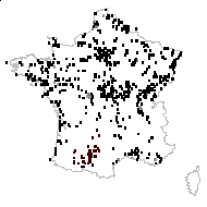 ALISMATACEAE - carte des observations