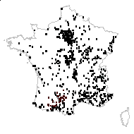 VERBENACEAE - carte des observations