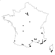 NYCTAGINACEAE - carte des observations