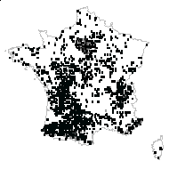 DIOSCOREACEAE - carte des observations