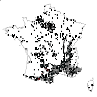 BUXACEAE - carte des observations