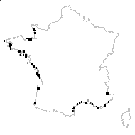 FRANKENIACEAE - carte des observations