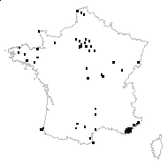 Trixago colorata C.Presl - carte des observations