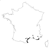 Carlina hispanica Lam. subsp. hispanica - carte des observations