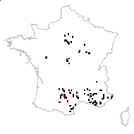 Malva hirsuta (L.) F.W.Schultz - carte des observations