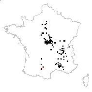 Ambrosia artemisiifolia var. diversifolia Piper - carte des observations