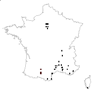 Morus sylvestris Forssk. - carte des observations