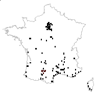 Amaranthus deflexus L. - carte des observations