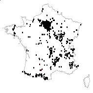 Fraxinus excelsior L. subsp. excelsior - carte des observations