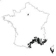 Olea europaea L. - carte des observations