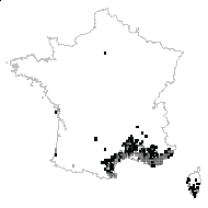 Phillyrea angustifolia var. rosmarinifolia Aiton - carte des observations