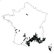 Phillyrea latifolia L. - carte des observations