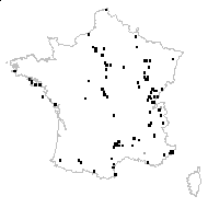 Orobanche bipontina F.W.Schultz - carte des observations