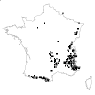 Antennaria villifera Boriss. - carte des observations