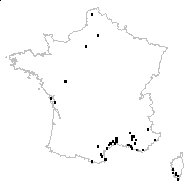 Papaver hybridum L. - carte des observations