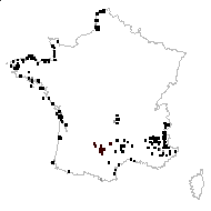 Plantago maritima L. - carte des observations