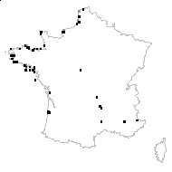 Armeria maritima subsp. juniperifoliata (Bernis) Malag. - carte des observations