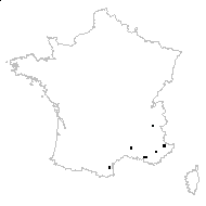 Anacyclus triumfetti (L.) Samp. - carte des observations