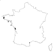 Limonium dodartii (Girard) Kuntze - carte des observations
