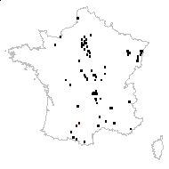 Fallopia dumetorum (L.) Holub - carte des observations