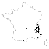 Rumex alpinus L. - carte des observations