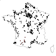 Rumex conglomeratus Murray - carte des observations