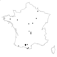 Rumex distans Dumort. - carte des observations