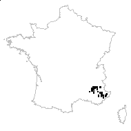 Androsace lactiflora sensu H.J.Coste - carte des observations