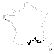 Lysimachia linum-stellatum L. - carte des observations