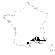 Coris monspeliensis L. subsp. monspeliensis - carte des observations