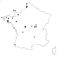 Batrachium hederaceum (L.) Gray - carte des observations