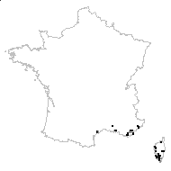 Notophilus muricatus (L.) Fourr. - carte des observations