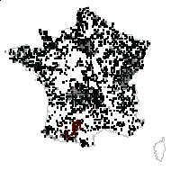 Ranunculastrum reptabundum (Jord.) Fourr. - carte des observations