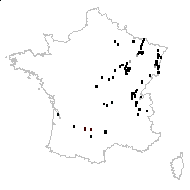 Aster elegans Nees - carte des observations