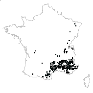 Rhamnus saxatilis Jacq. - carte des observations